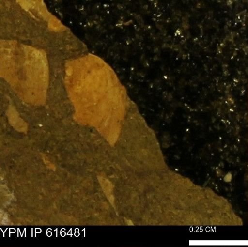 Protocardia subquadrata