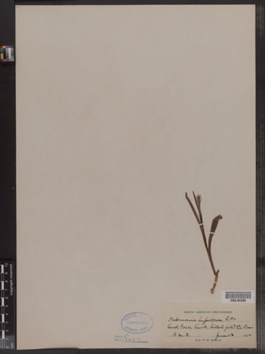 Habenaria hyperborea