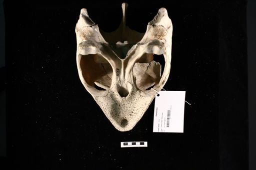 Cheloniidae
