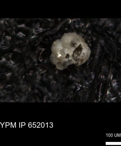 undet. Rugoglobigerinidae