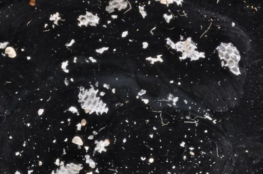 Membranipora fusca
