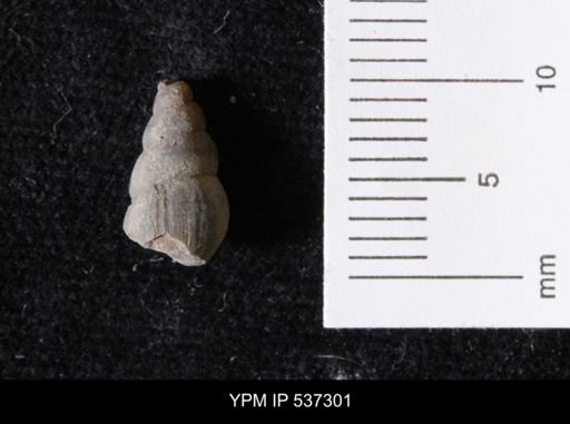 Goniobasis ortmanni