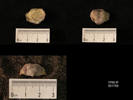 Marginifera lasallensis