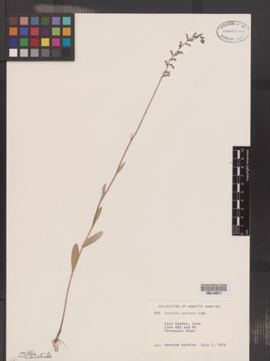 Lobelia spicata