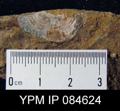 Leptaena rhomboidalis