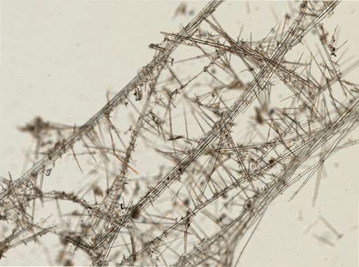 Hyalonema sieboldii