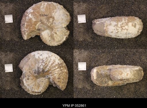 Discoscaphites gulosus