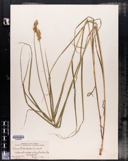 Carex tribuloides