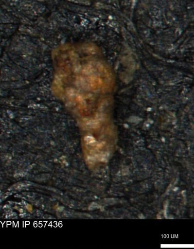 Verneuilinoides hectori