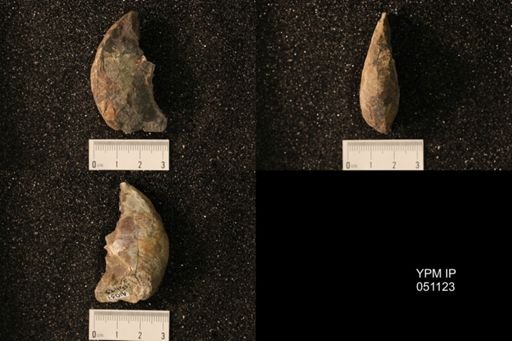 Hoploscaphites nicolletii