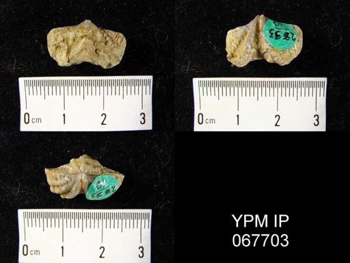 Delthyris perlamellosa