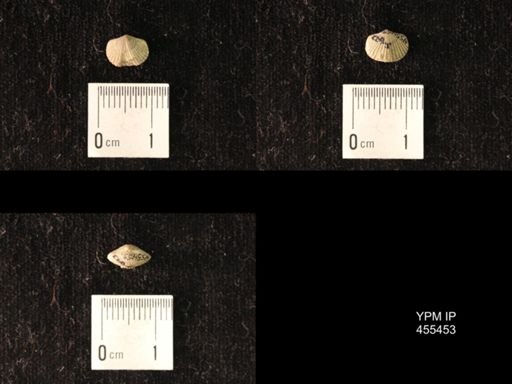 Platystrophia morrowensis