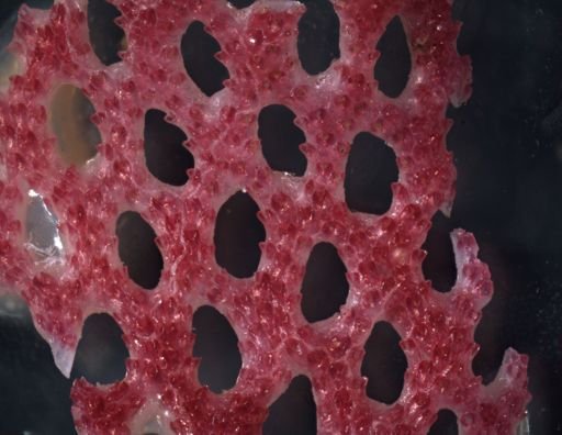 Iodictyum aff. willeyi