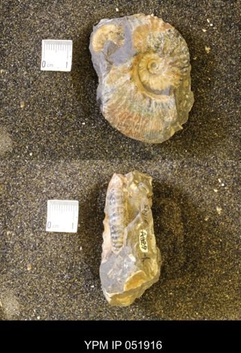 Hoploscaphites comprimus