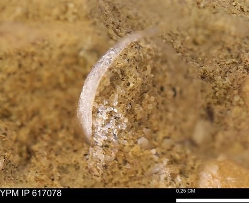 undet. Mollusca