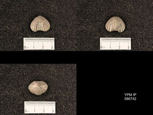 Rhynchotrema capax