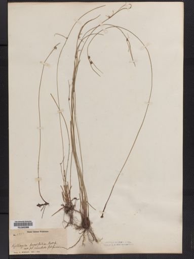 Plantae