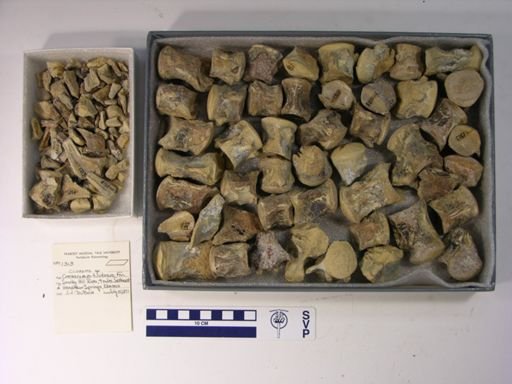 Clidastes sp.