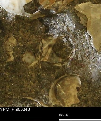 undet. Mollusca