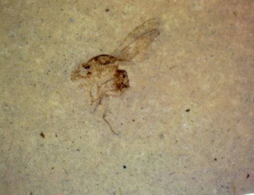undet. Diptera