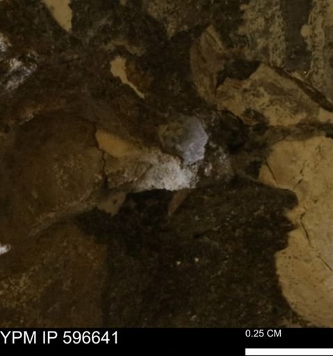 undet. Mollusca