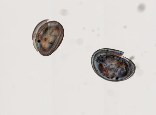Ostracoda