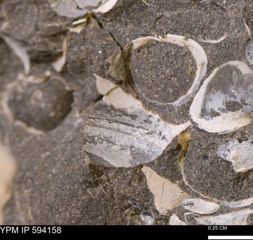 Limopsis? striatopunctatus