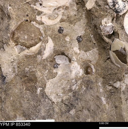 Protocardia?