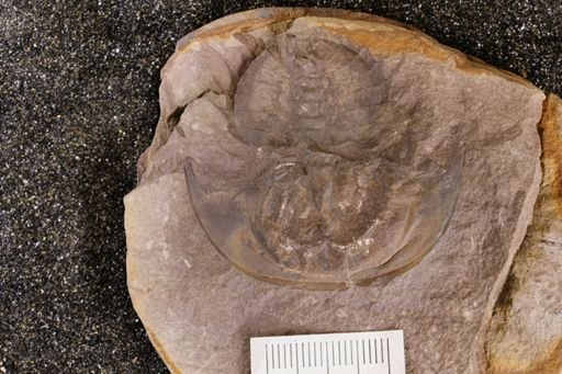 Euproops danae