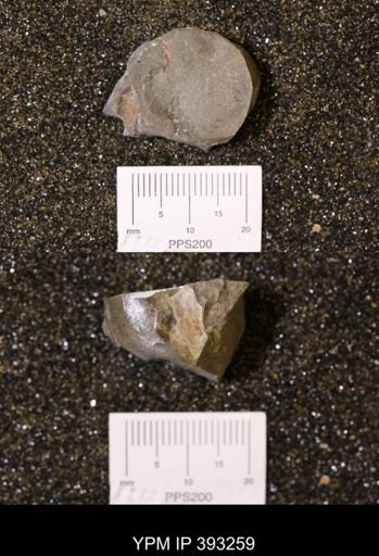Baculites sp.
