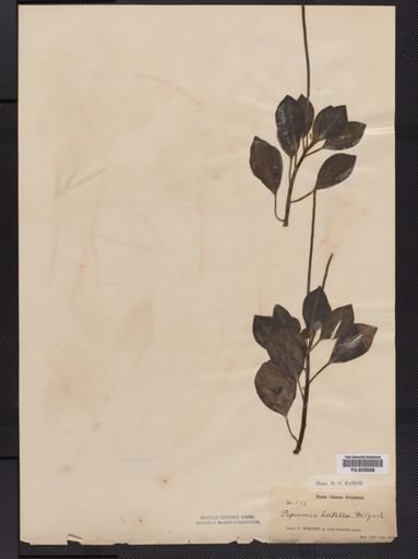 Peperomia hirta