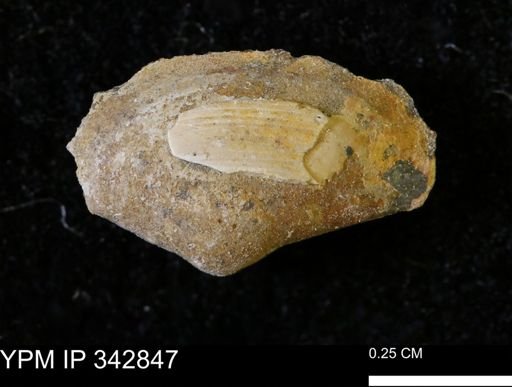 Nuculana sp.