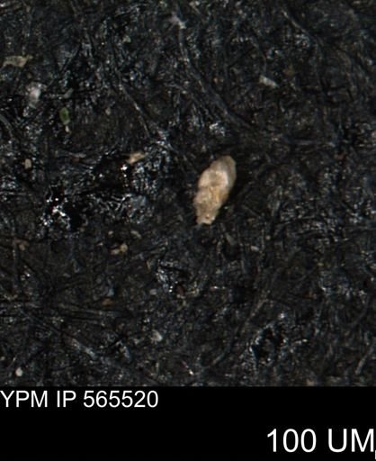 Verneuilina canadensis