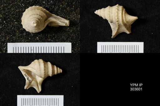 Aporrhais pespelecani