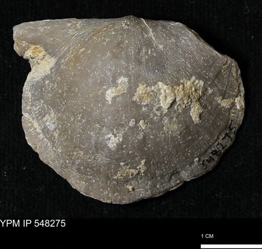 Stropheodonta sp.
