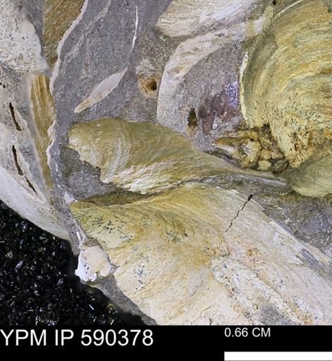 Protocardia?