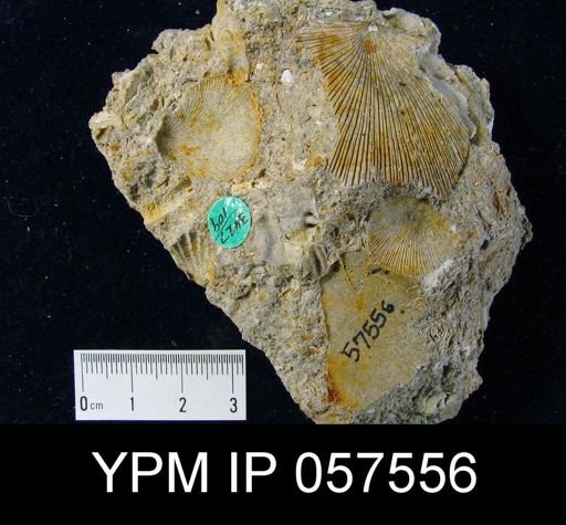 Chonostrophia jervisensis