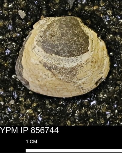 Limopsis striatopunctatus