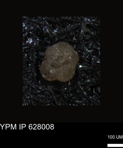 undet. Foraminiferida