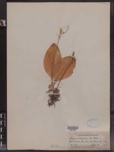 Liparis liliifolia