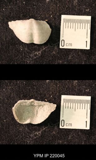Chonetina flemingi alata