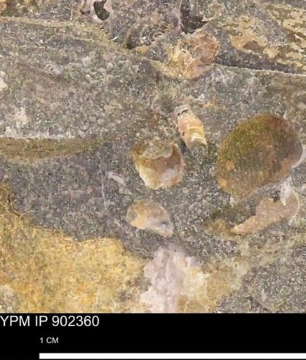 undet. Mollusca