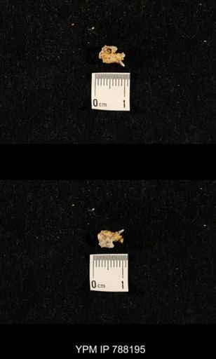 taxon undetermined