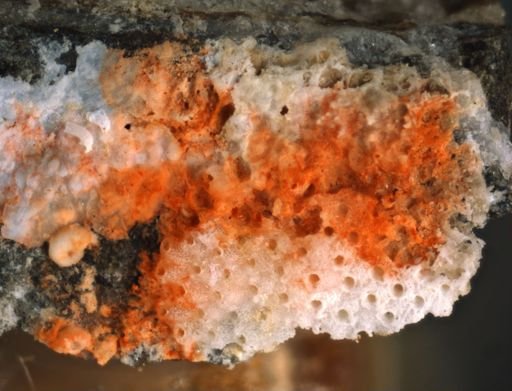 Schizoporella cornuta
