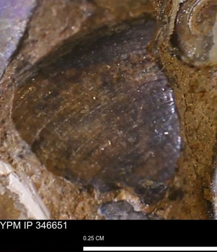 Limopsis striatopunctatus