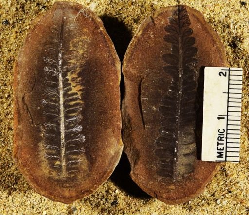 Pecopteris sp.