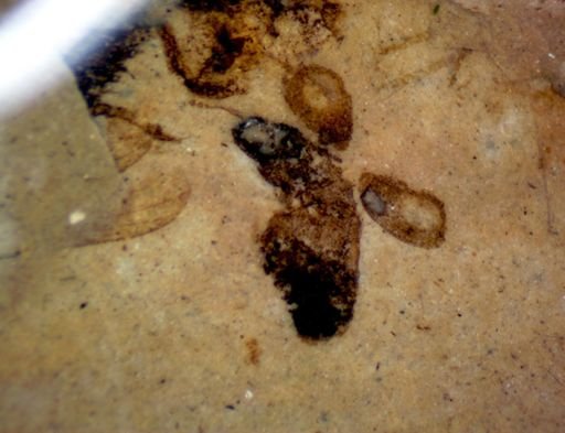 undet. Staphylinidae