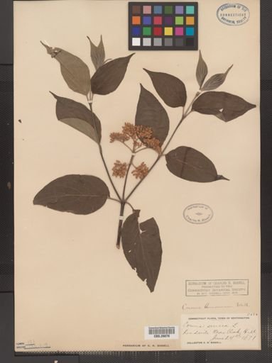Cornus amomum