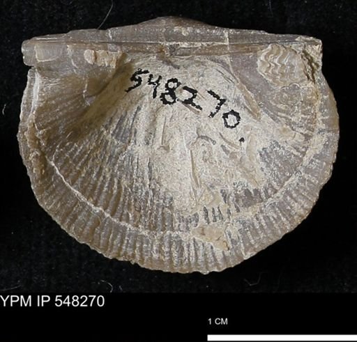 Stropheodonta navalis