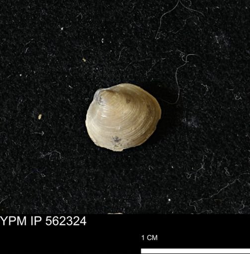 Limopsis striatopunctatus